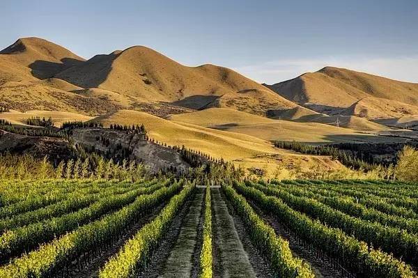 interwine解读新西兰酒业年报:中国市场排第六,中高端产品发力